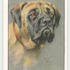 Mastiff.