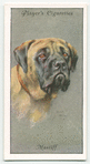 Mastiff.