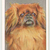 Pekingese.