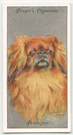 Pekingese.