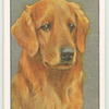 Golden Retriever.