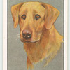 Labrador Retriever.