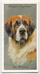 St. Bernard.