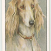 Saluki.