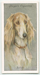 Saluki.