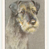 Schnauzer.