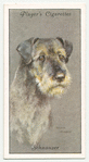 Schnauzer.