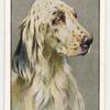 English Setter.