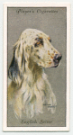 English Setter.