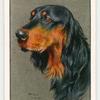 Gordon Setter.