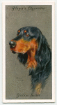 Gordon Setter.