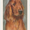 Irish Setter.