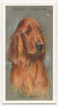 Irish Setter.