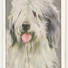 Old English Sheepdog.