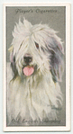 Old English Sheepdog.