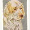 Clumber Spaniel.