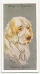 Clumber Spaniel.