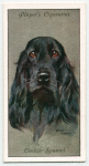 Cocker Spaniel.