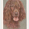 Irish Water Spaniel.