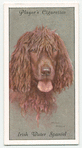 Irish Water Spaniel.