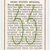 Irish Water Spaniel.