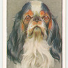 King Charles Spaniel.