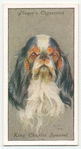 King Charles Spaniel.
