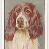 English Springer Spaniel.