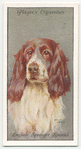 English Springer Spaniel.
