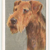 Airedale Terrier.