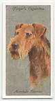 Airedale Terrier.