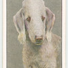 Bedlington Terrier.
