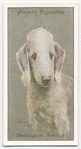 Bedlington Terrier.