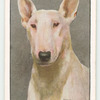 Bull Terrier.