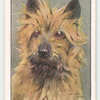 Cairn Terrier.