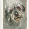 Dandie Dinmont Terrier.