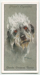 Dandie Dinmont Terrier.