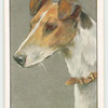 Smooth Fox Terrier.