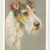 Wire Fox Terrier.