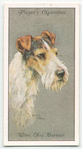 Wire Fox Terrier.