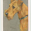 Irish Terrier.