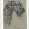 Kerry Blue Terrier.