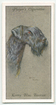 Kerry Blue Terrier.