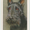 Scottish Terrier.