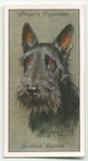 Scottish Terrier.