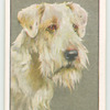 Sealyham Terrier.