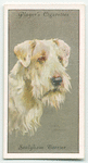 Sealyham Terrier.