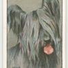 Skye Terrier.
