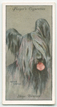 Skye Terrier.