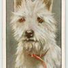 West Highland White Terrier.